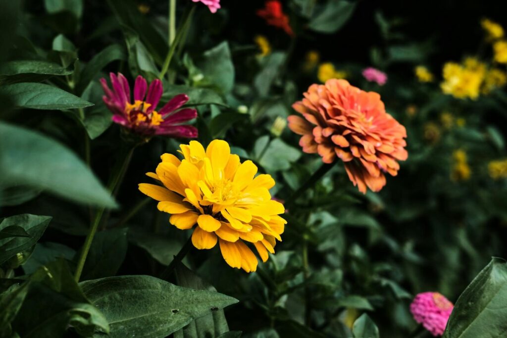 Vivid close-up of colorful zinnias in bloom. Captured outdoors, showcasing nature's beauty.