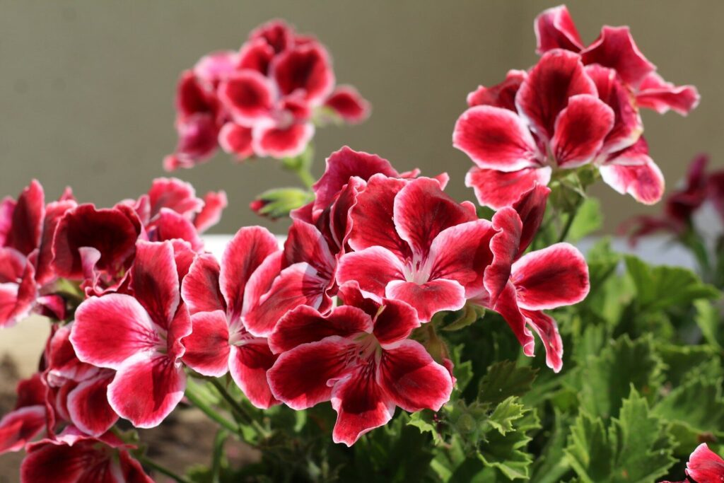 a bunch of red flowers that are in a vase