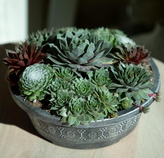 succulent plant