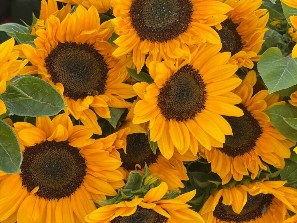 a group of sunflowers