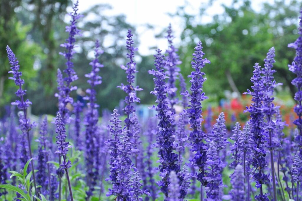 Close-up of beautiful lavender flowers in full bloom during summer in a serene garden setting.