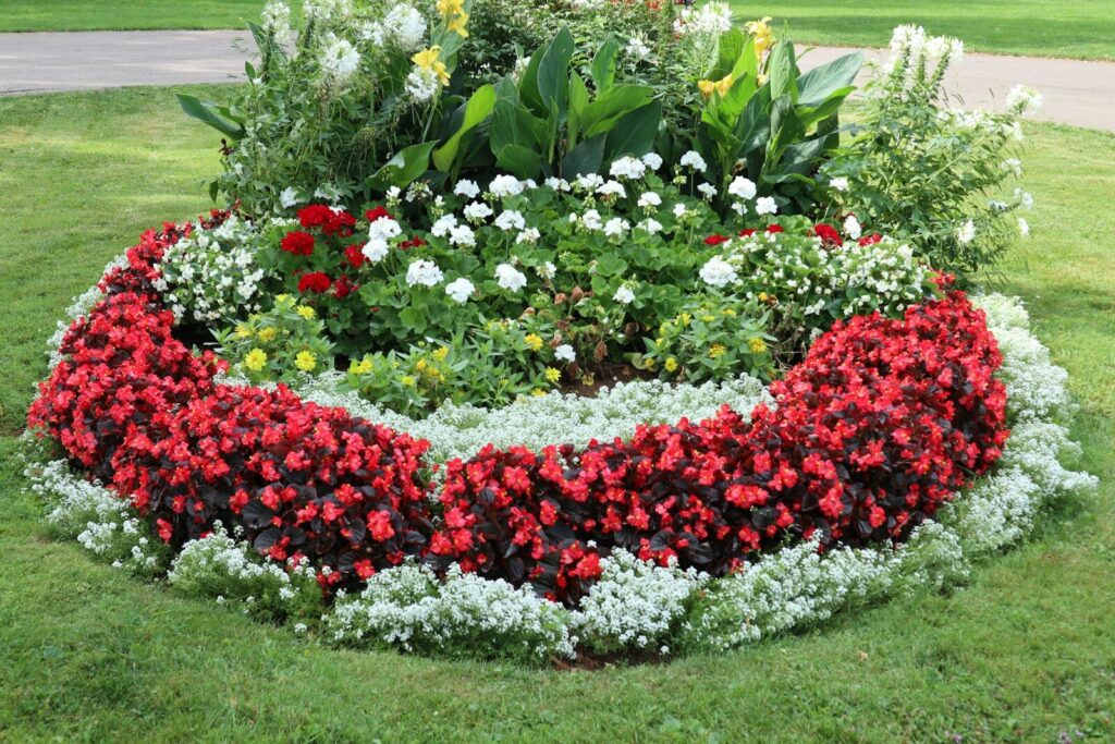hearty perennials -red and white flower garden
