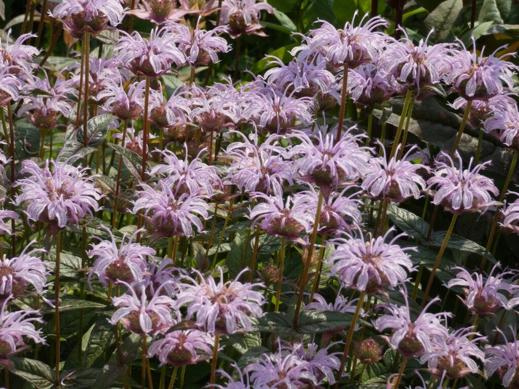 A patch of delicate purple bee balm flowers bloom.