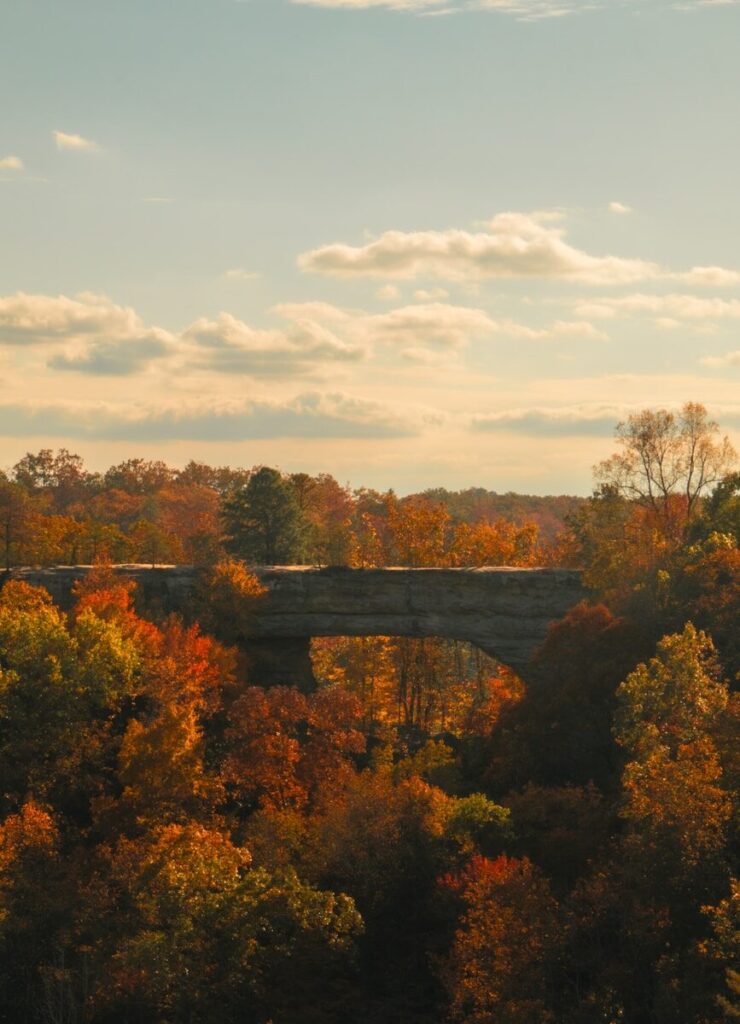 A bridge over a forest filled with lots of trees
