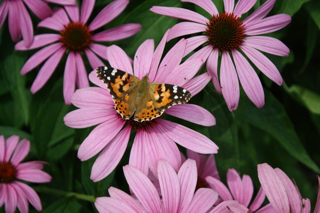 hearty perennial coneflower black orange and white butterfly on pink flower