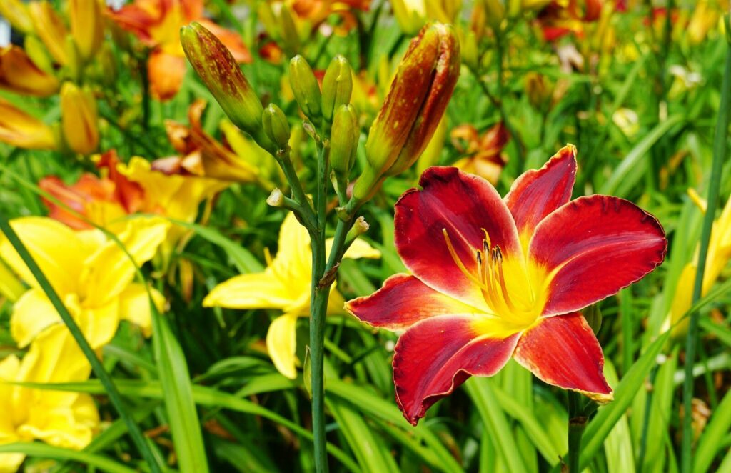 hearty perennial daylily 
red and yellow flower in tilt shift lens