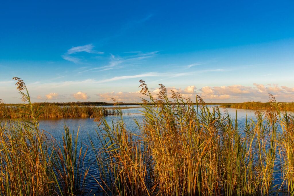 Peaceful lake view with tall reeds under a vibrant sky.