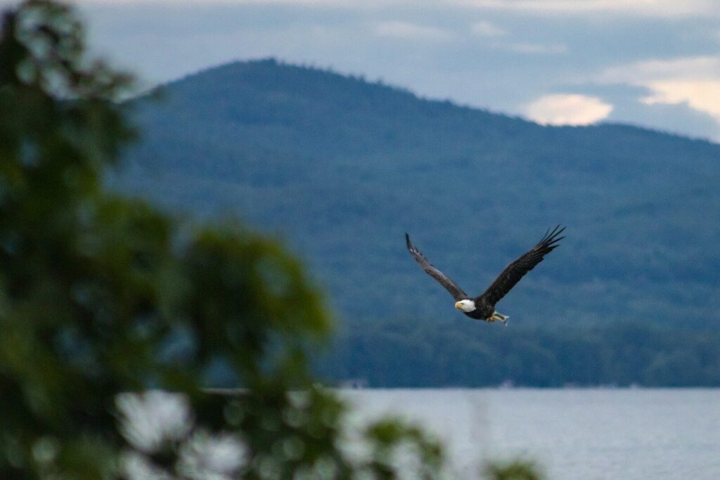 Perfect Summer Retreat; a bald eagle flying over a body of water